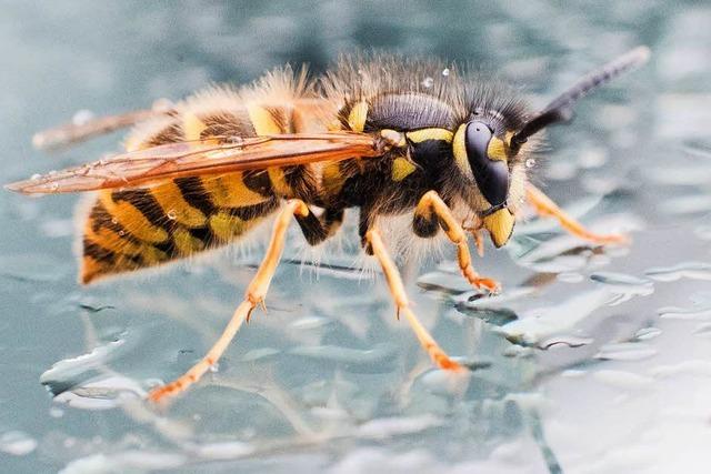 Gibt es ein unschädliches Mittel, um Wespen zu vertreiben?