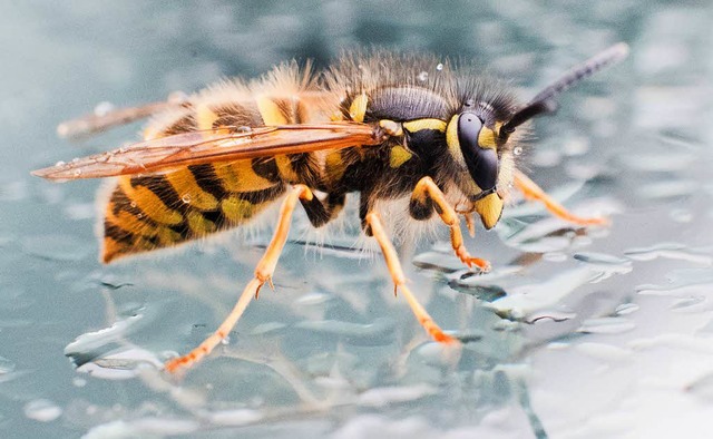 Eine Wespe sitzt zwischen Regentropfen auf einer Autoscheibe.  | Foto: dpa