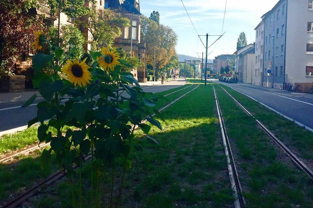 Gegen den Strich: Diese Sonnenblumen i...chsen zwischen den Straenbahnschienen  | Foto: Gina Kutkat