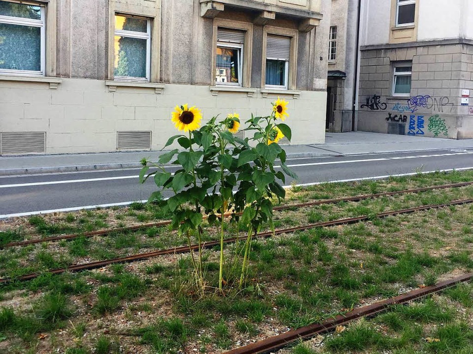 Gegen den Strich: Diese Sonnenblumen i...chsen zwischen den Straßenbahnschienen  | Foto: Gina Kutkat
