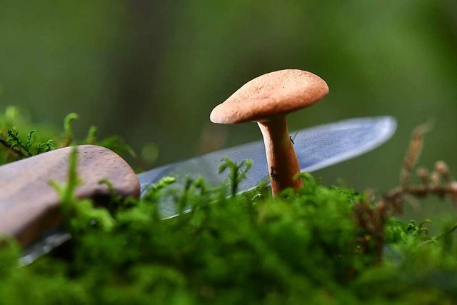 Pilze gibt es in dieser Saison nur wenige.  | Foto: dpa