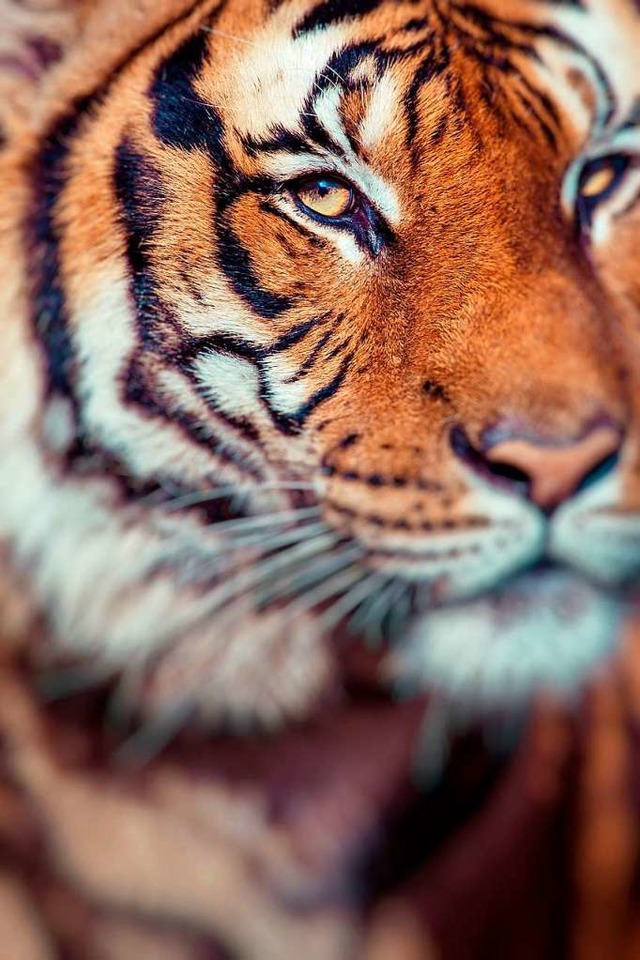 Dieser Tiger ist zwar nicht T1, mglicherweise aber auch ziemlich hungrig.   | Foto: Stock.adobe.com