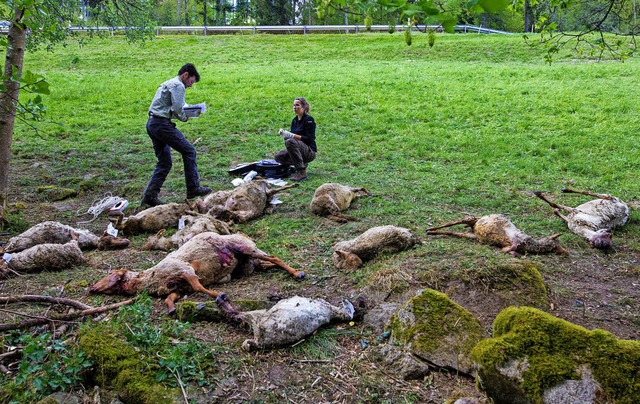 Im April dieses Jahres wtete ein Wolf bei Bad Wildbad in einer Schafherde.    | Foto: dpa
