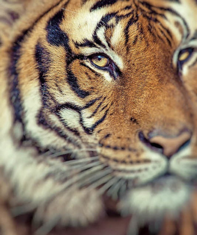 Dieser Tiger ist zwar nicht T1, mglicherweise aber auch ziemlich hungrig.   | Foto: adobe.com