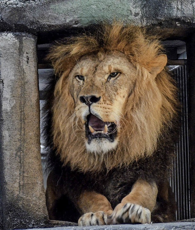 Knig der Tiere: Lwe im Tatzmania-Park  | Foto: Anita Fertl