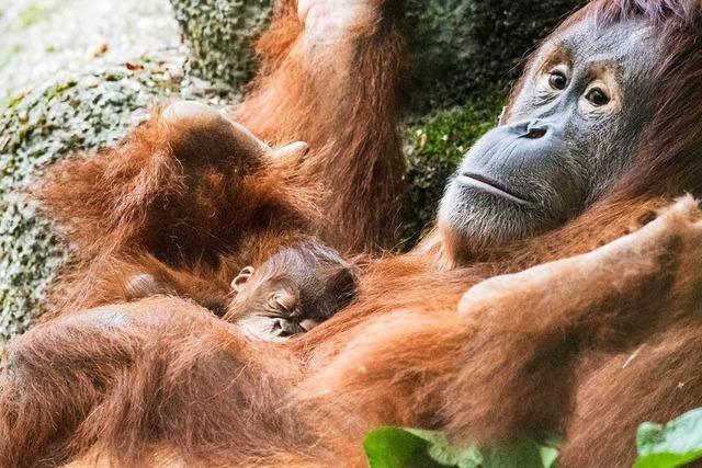 Orang-Utan bringt Baby im Zoo Basel zur Welt