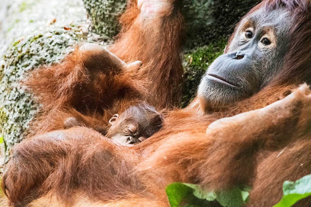 Orang Utan Bringt Baby Im Zoo Basel Zur Welt Basel Badische Zeitung