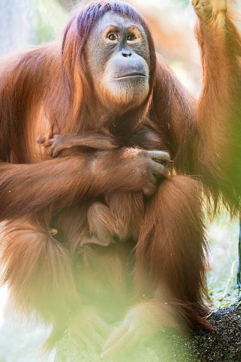 Orang Utan Bringt Baby Im Zoo Basel Zur Welt Basel Badische Zeitung