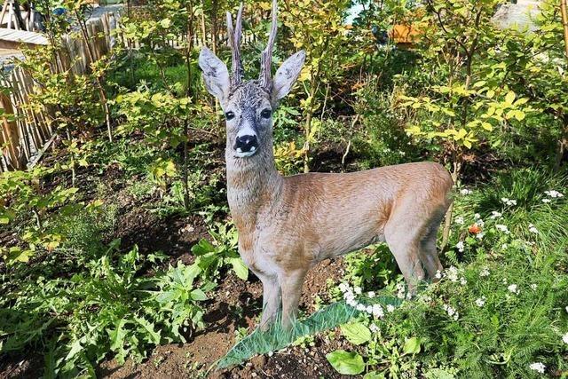 Landesgartenschau zeigt, was sich im Wald alles entdecken lsst