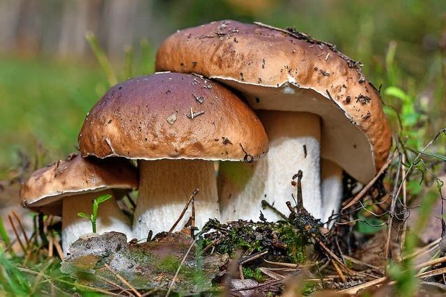 Fachleute informieren am Sonntag, 16. September, im Haus der Natur über die Pilze des Hochschwarzwaldes