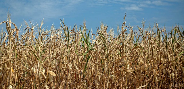 Der trockene Sommer hat dem Mais gesch...al bis zu einem Drittel geringer aus.   | Foto: dpa