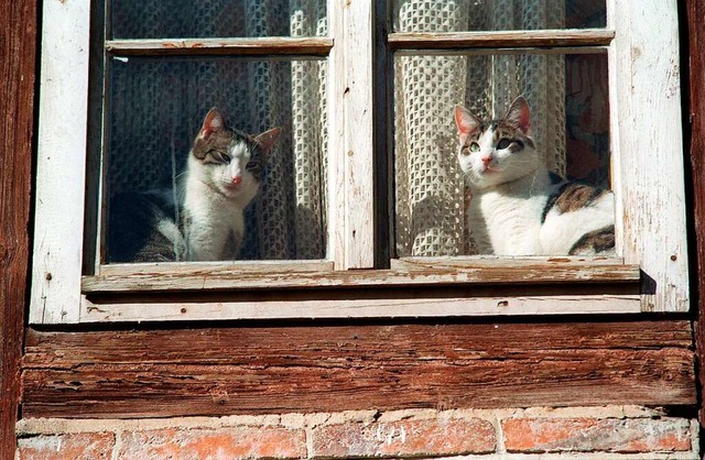 In dem Haus in Norsingen sollen mehr als 100 Katzen gelebt haben   | Foto: Symbolbild: dpa