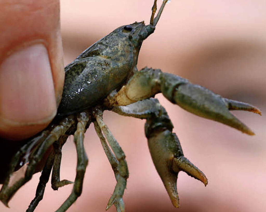 Der Steinkrebs Kreis BreisgauHochschwarzwald Badische Zeitung