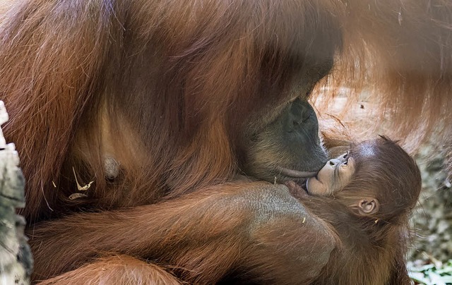 Ksschen fr Padma: das kleine Orang U...n wird von seiner Mutter grogezogen.   | Foto: Torben Weber