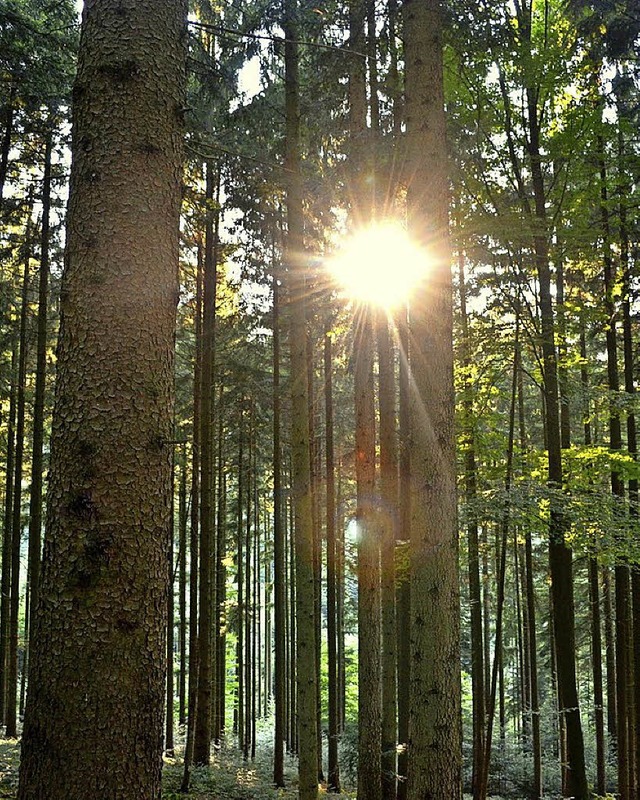 Der Wald ist ein Gewinn.   | Foto: bzl