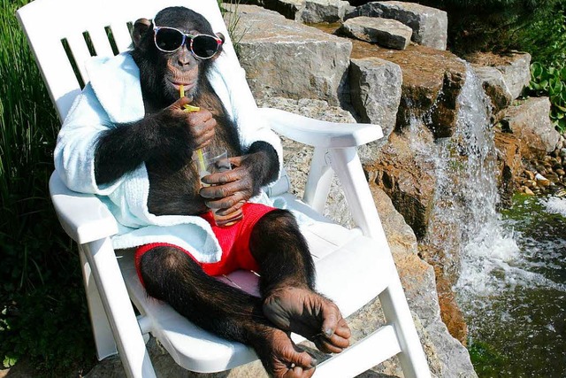 Der Schimpanse wei, was wie man das L...ationales Forscherteam herausgefunden.  | Foto: Ronald_Wittek