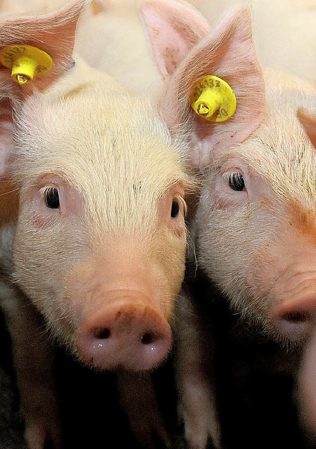 Fr Schweine ist die Schweinepest eine tdliche Gefahr.   | Foto: dpa
