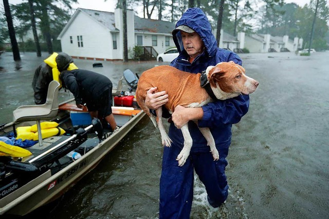 Dieser Hund wird in North Carolina aus einem Haus gerettet  | Foto: AFP