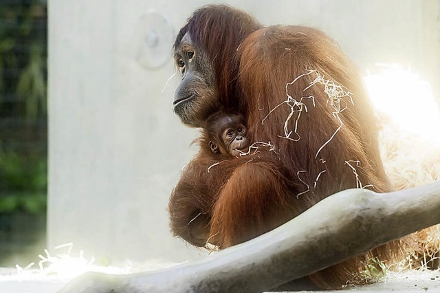   | Foto: Zoo Basel (Torben Weber)