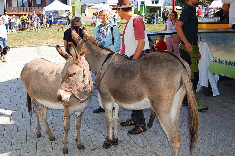 Wer wollte, konnte beim Biosphärenfest diese beiden freundlichen Esel kennenlernen. (Foto: Claudia Renk) Wer wollte, konnte beim Biosphärenfest diese beiden freundlichen Esel kennenlernen. (Foto: Claudia Renk)