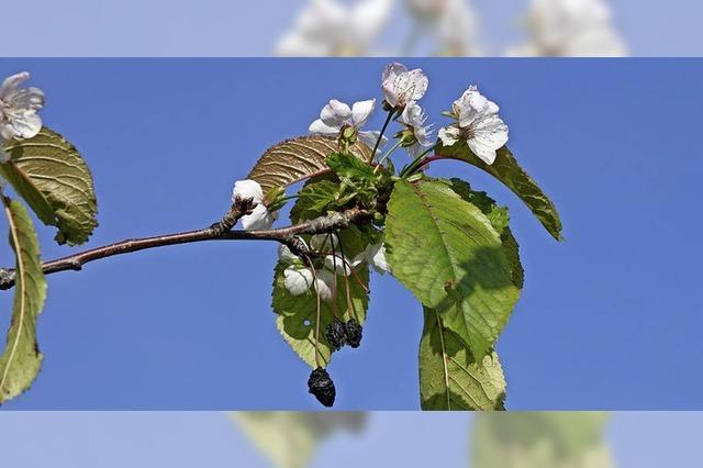 Kirschbaum in Grunern blht ein zweites Mal