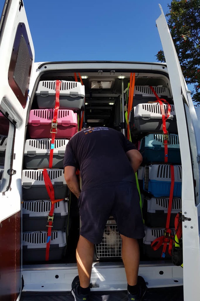 In Boxen wurden die Katzen abtransportiert.  | Foto: Julius Wilhelm Steckmeister