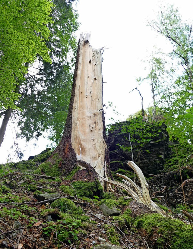 Sturmtief Burglind hatte im Januar wie...hebliche Schden im Wald angerichtet.   | Foto: Susanne Filz