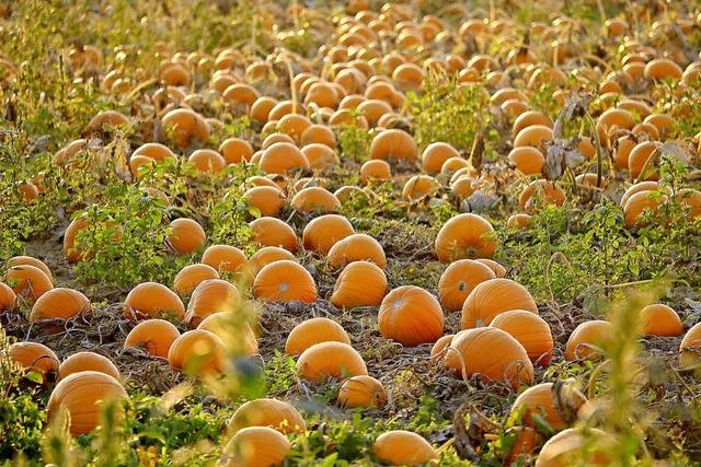 Leuchtende Herbstboten