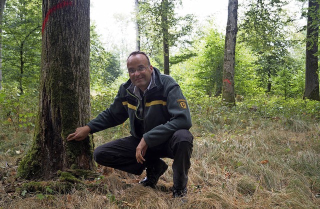 Diese Esche im Korker Wald muss demnc...n frei werdenden Flchen mglich ist.   | Foto: Christine Storck