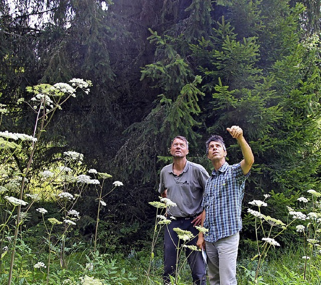Frster Martin Lipphardt (links) und R... die Baumkronen, die Schatten werfen.   | Foto: Eva Korinth