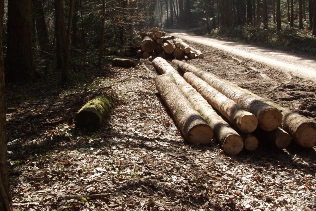 In diesem Waldstück wurde die Leiche von Heidrun Pursche gefunden.  | Foto: brigitte sasse