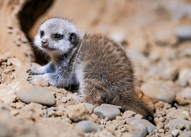 Am liebsten scharren die beliebten Erdmnnchen im Sand.   | Foto: Torben Weber (Zoo Basel)