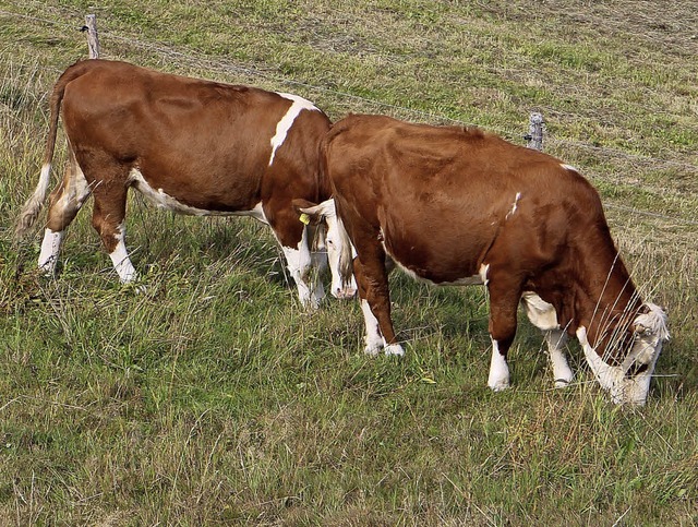 Die Rinder finden auf Weiden im oberen... Trockenheit derzeit kaum noch Futter.  | Foto: Rhein