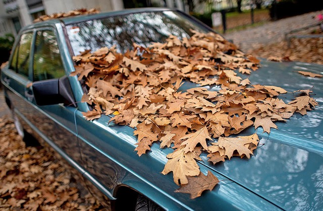 Herbstlich verfrbtes Laub ist ein sch... Autofahrer sollten vorbereitet sein.   | Foto: Hauke-Christian Dittrich/dpa