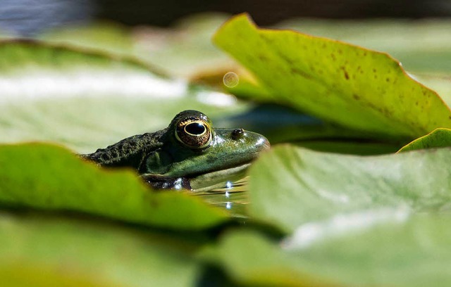 Frosch im Teich   | Foto: dpa