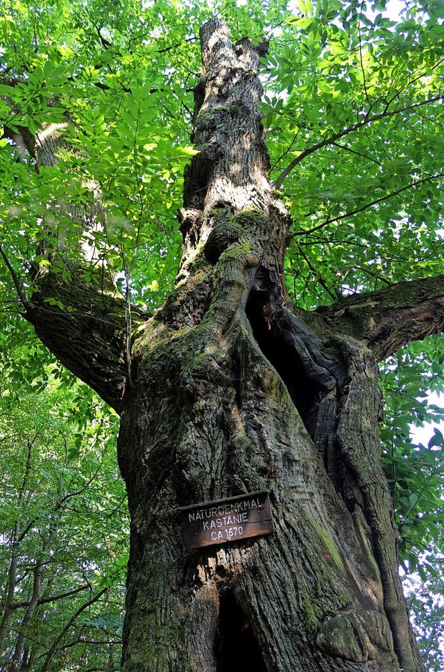 Wertvoller Baum: Der Kastanienbaum von...ickt man direkt auf den Vogelsanghof.   | Foto: Karin Heiss