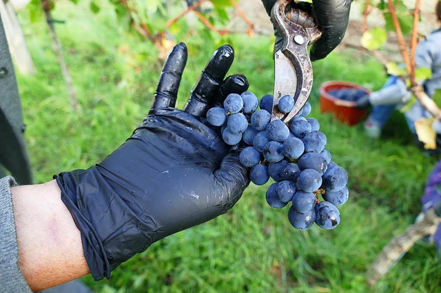 Sorgfltig werden die Trauben abgetrennt.  | Foto: Peter Gerigk