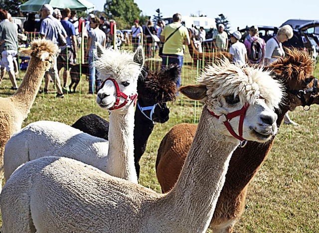 Tierisch gut &#8211; das Weidefest  in Gersbach.   | Foto: Strohm