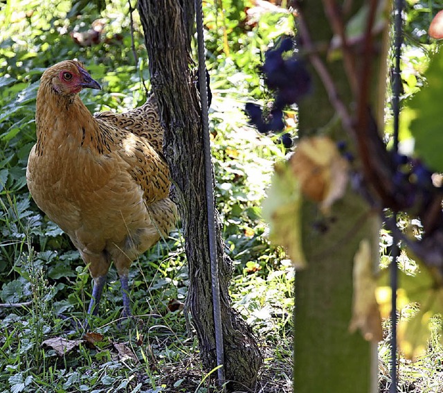 Auf tierische Helfer im Weinberg wie H... Linder bei der Schdlingsbekmpfung.   | Foto: Christiane Franz