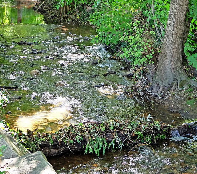 Schattige Idylle: der Sulzbach in Heitersheim nahe des Kunstrasenplatzes  | Foto: Holzreiter/MAP