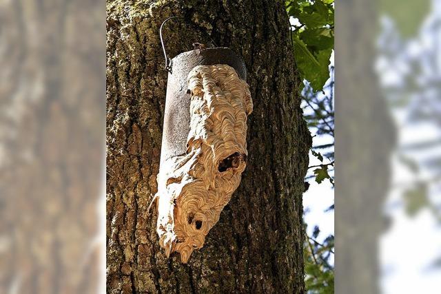 Hornissennest im Vogelhaus