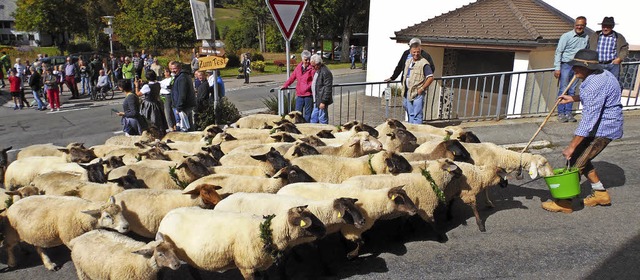 Gekonnt lockte Ralf Krner seine Schafe durchs Bubenbacher Dorf.   | Foto: Silas Schwab