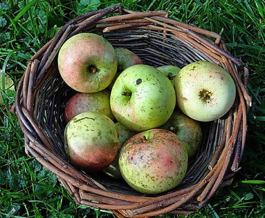 Welche Frucht wächst in meinem Garten? Lörrach