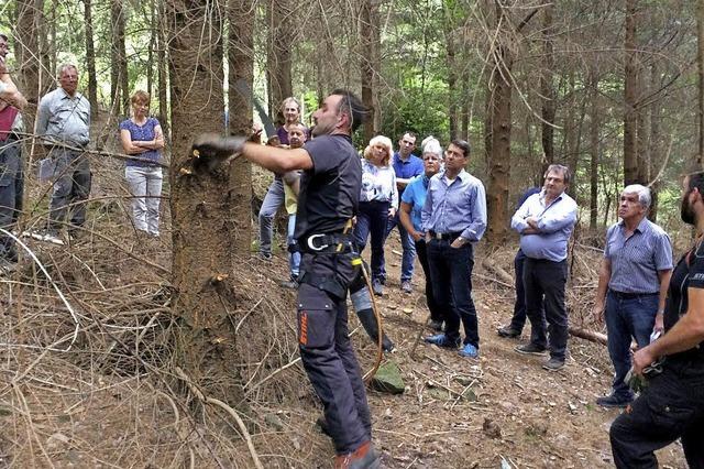 Hitzewelle hinterlsst Spuren im Wald