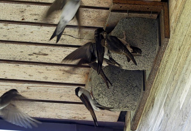 Die angebrachten Nisthilfen am Haus de...n von Mehlschwalben gerne angenommen.   | Foto: Naturschutzzentrum