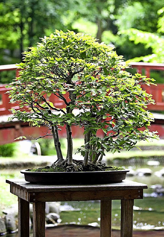 Der Bonsai ist Star der Folie&#8217;Flore.   | Foto: Messe Mulhouse