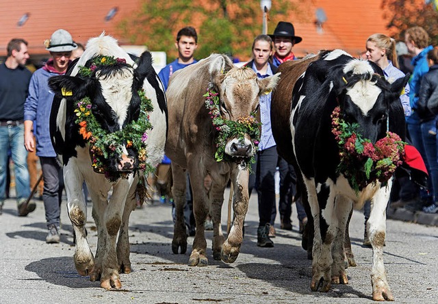 Traditioneller Viehabtrieb in Oberried   | Foto: Patrick Seeger/dpa