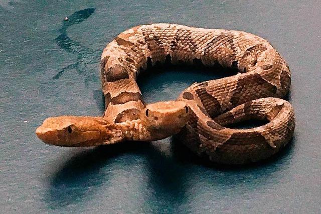 In den USA ist eine Schlange mit zwei Kpfen entdeckt worden