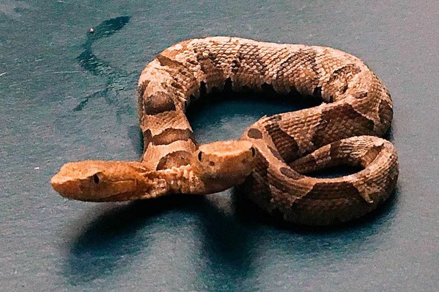 Nordamerikanischer Kupferkopf: Schlange mit zwei Kpfen   | Foto: dpa