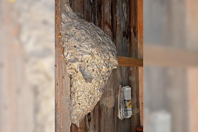 Riesiges Wespennest in der Latrine